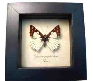 Framed Pinstripe Dartwhite Butterfly Catasticta poujadei clara Taxidermy Display