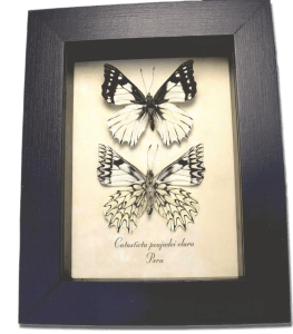Framed Dartwhite Butterfly Set Catasticta poujadei clara Taxidermy Display