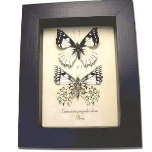 Framed Dartwhite Butterfly Set Catasticta poujadei clara Taxidermy Display