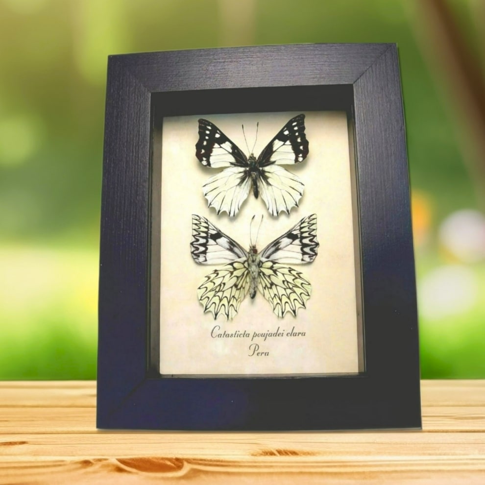 Framed Dartwhite Butterfly Set Catasticta poujadei clara Taxidermy Display