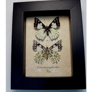 Catasticta poujadei clara Pair Dartwhite Butterflies Framed Taxidermy Display
