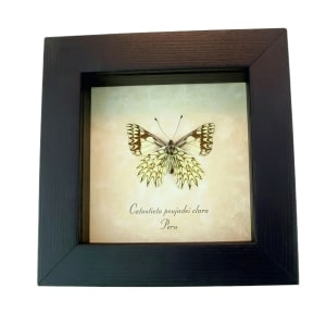 Framed Dartwhite Butterfly Catasticta poujadei clara Verso Taxidermy Display