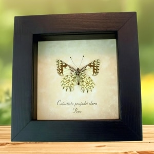 Framed Dartwhite Butterfly Catasticta poujadei clara Verso Taxidermy Display