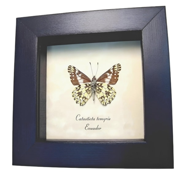 Framed Dartwhite Butterfly Catasticta tomyris Verso Framed Taxidermy Display
