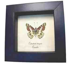 Framed Dartwhite Butterfly Catasticta tomyris Verso Framed Taxidermy Display