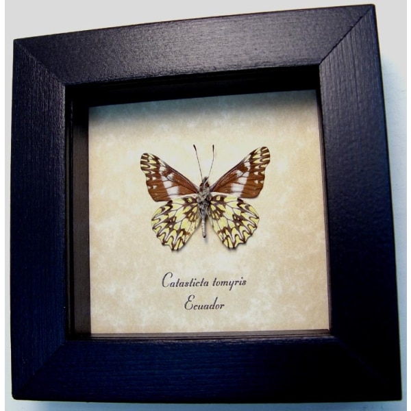 Catasticta tomyris Verso Butterfly Framed Taxidermy