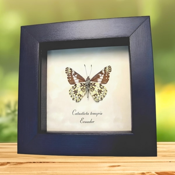 Framed Dartwhite Butterfly Catasticta tomyris Verso Framed Taxidermy Display