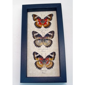 Leopard Lacewing Butterfly Collection Real Framed Butterflies Taxidermy Display