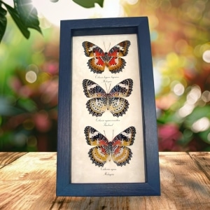 Leopard Lacewing Butterfly Collection Real Framed Butterflies Taxidermy Display