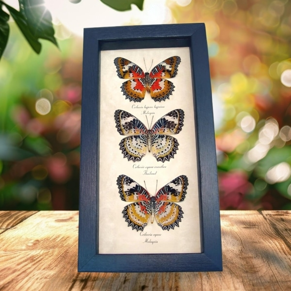Leopard Lacewing Butterfly Collection Real Framed Butterflies Taxidermy Display