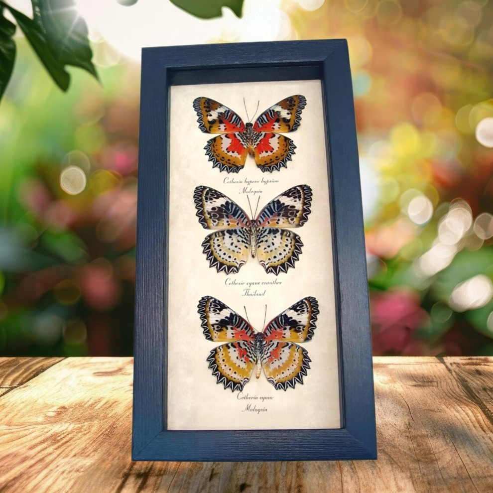 Leopard Lacewing Butterfly Collection Real Framed Butterflies Taxidermy Display