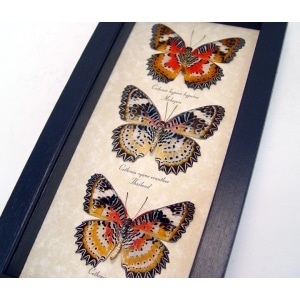Leopard Lacewing Butterfly Collection Real Framed Butterflies Taxidermy Display