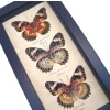 Leopard Lacewing Butterfly Collection Real Framed Butterflies Taxidermy Display