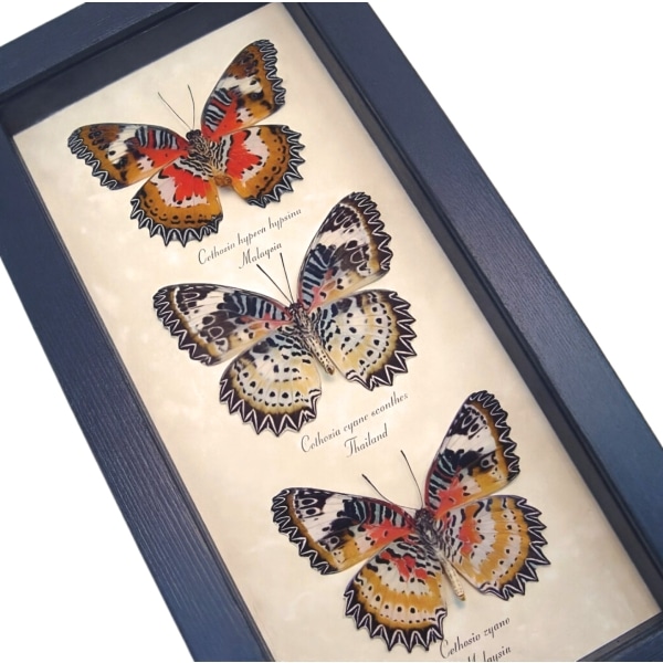Leopard Lacewing Butterfly Collection Real Framed Butterflies Taxidermy Display