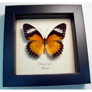 Cethosia cyane Leopard Lacewing Butterfly Framed Taxidermy Display