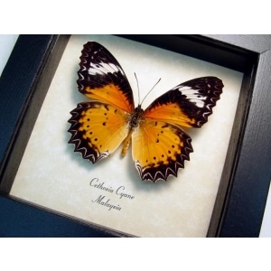 Cethosia cyane Leopard Lacewing Butterfly Framed Taxidermy Display