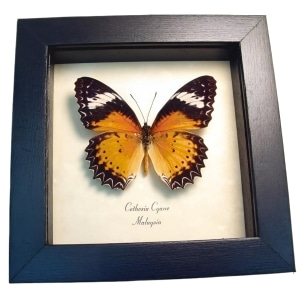 Leopard Lacewing Butterfly Cethosia cyane Framed Taxidermy Display