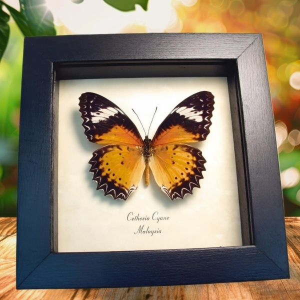 Leopard Lacewing Butterfly Cethosia cyane Framed Taxidermy Display