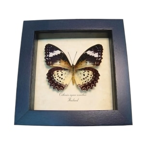 Leopard Lacewing Butterfly Cethosia Cyane euanthes Framed Taxidermy Display