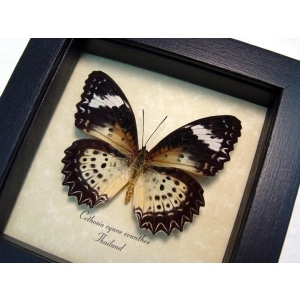 Cethosia Cyane euanthes Leopard Lacewing Butterfly Framed Taxidermy Display