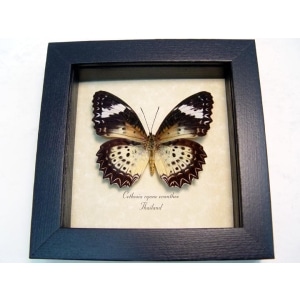 Cethosia Cyane euanthes Leopard Lacewing Butterfly Framed Taxidermy Display