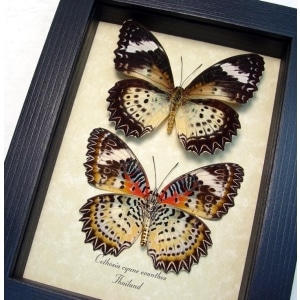 Cethosia cyane euanthes Pair Butterflies Leopard Lacewing Framed Taxidermy Display
