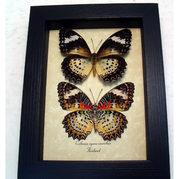 Cethosia cyane euanthes Pair Butterflies Leopard Lacewing Framed Taxidermy Display