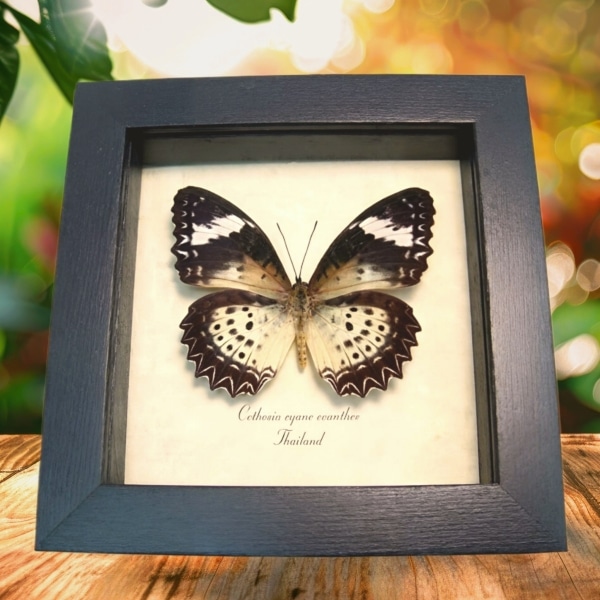 Leopard Lacewing Butterfly Cethosia Cyane euanthes Framed Taxidermy Display Leopard Lacewing Butterfly Cethosia Cyane euanthes Framed Taxidermy Display