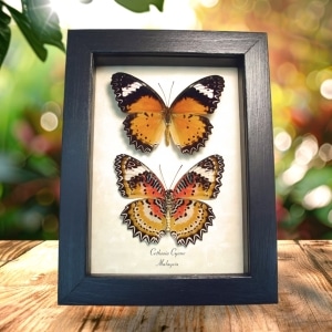 Leopard Lacewing Butterflies Cethosia cyane Set Framed Taxidermy Display