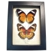 Leopard Lacewing Butterflies Cethosia cyane Set Framed Taxidermy Display