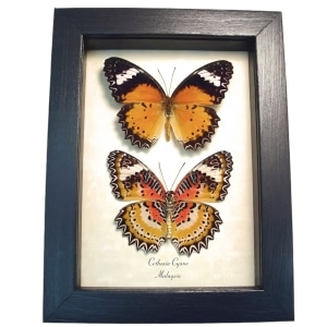 Leopard Lacewing Butterflies Cethosia cyane Set Framed Taxidermy Display