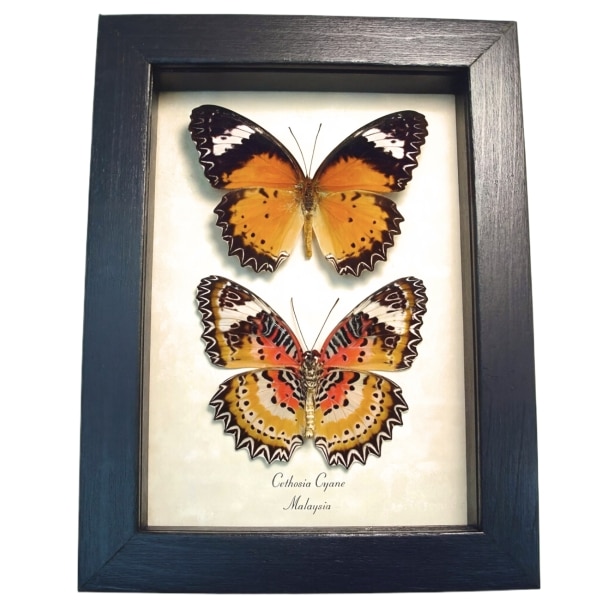 Leopard Lacewing Butterflies Cethosia cyane Set Framed Taxidermy Display