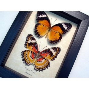 Cethosia cyane Set Leopard Lacewing Butterflies Framed Taxidermy Display