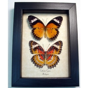 Cethosia cyane Set Leopard Lacewing Butterflies Framed Taxidermy Display