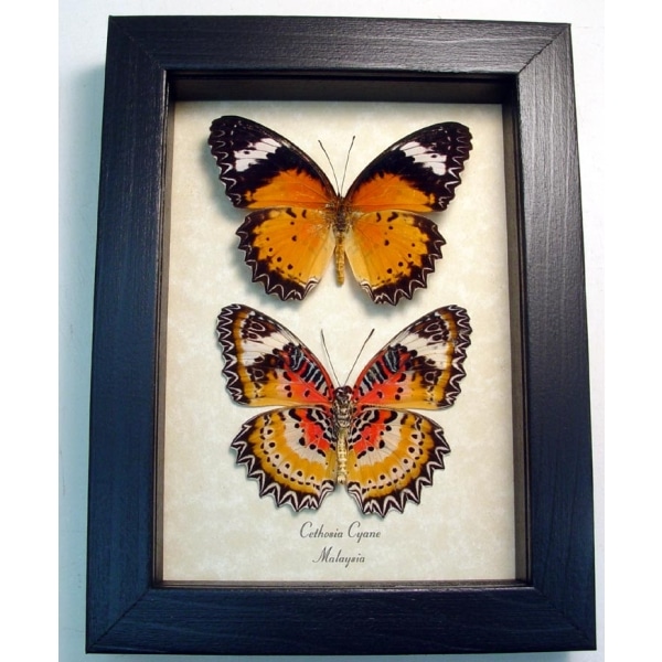 Cethosia cyane Set Leopard Lacewing Butterflies Framed Taxidermy Display