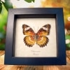 Leopard Lacewing Butterfly Cethosia cyane verso Framed Taxidermy Display