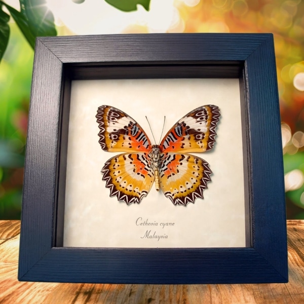 Leopard Lacewing Butterfly Cethosia cyane verso Framed Taxidermy Display