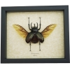 Chalcosoma caucasus Flying Beetle Framed Taxidermy Display