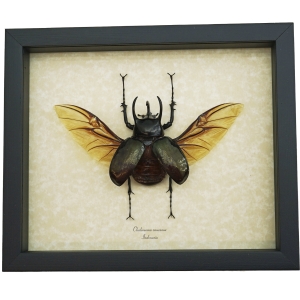 Chalcosoma caucasus Flying Beetle Framed Taxidermy Display