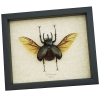 Chalcosoma caucasus Flying Beetle Framed Taxidermy Display