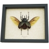 Chalcosoma caucasus Flying Beetle Framed Taxidermy Display