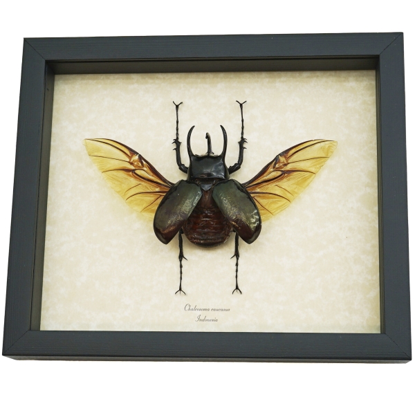 Chalcosoma caucasus Flying Beetle Framed Taxidermy Display