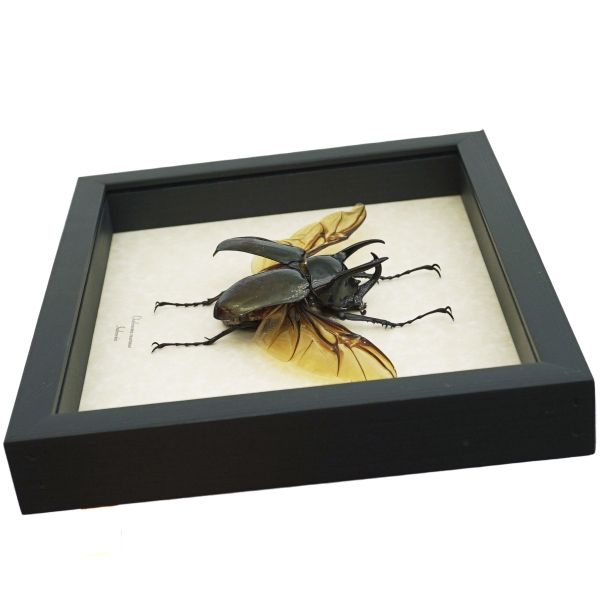 Chalcosoma caucasus Flying Beetle Framed Taxidermy Display