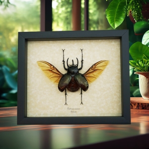 Chalcosoma caucasus Flying Beetle Framed Taxidermy Display