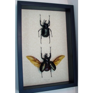 Chalcosoma caucasus Set Rhino Beetle Collection Framed Taxidermy Display