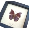 Charaxes bernardus crepax verso Tawny Rajah Butterfly Framed Taxidermy Display