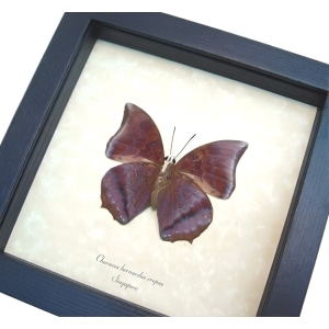 Charaxes bernardus crepax verso Tawny Rajah Butterfly Framed Taxidermy Display