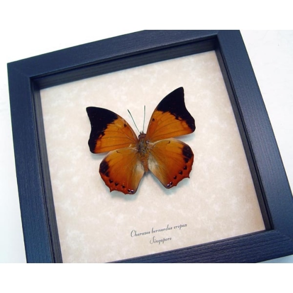 Charaxes bernardus crepax Tawny Rajah Butterfly Framed Taxidermy Display