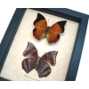 Charaxes bernardus crepax Set Butterflies Tawny Rajah Butterfly Framed Taxidermy Display