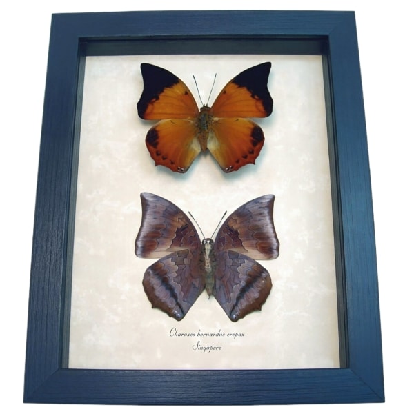 Charaxes bernardus crepax Set Butterflies Tawny Rajah Butterfly Framed Taxidermy Display